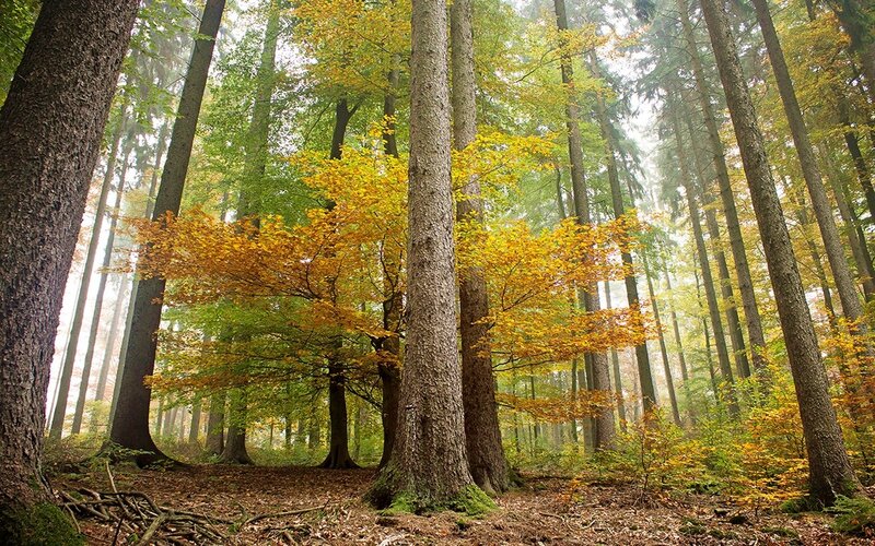Autumn Forest with Tall Trees — Yellow