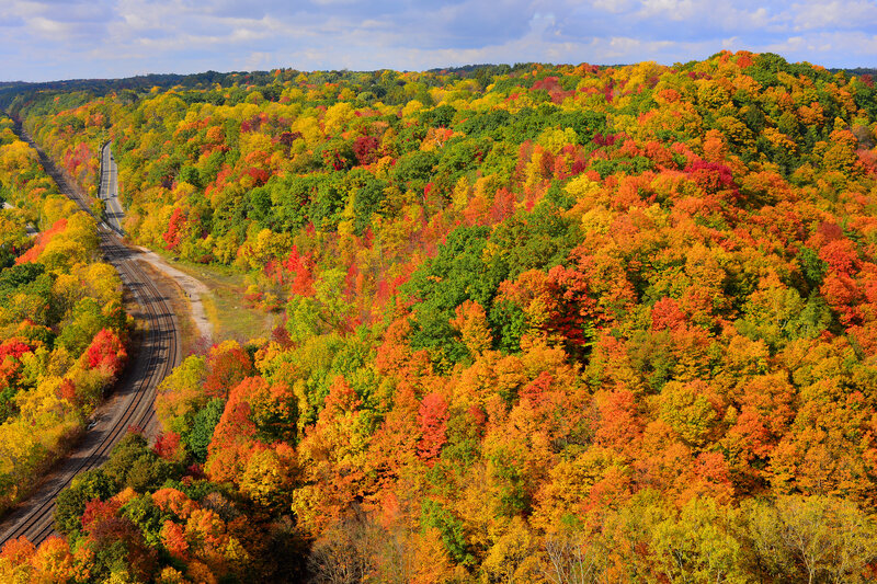Autumn Forest with Train Tracks