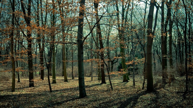 Autumn Forest with Trees — Brown, Serene