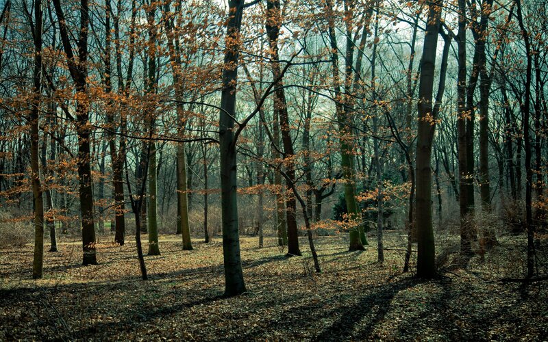 Autumn Forest with Trees — Brown