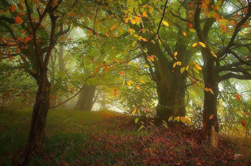 Autumn Forest with Trees — Green, Serene