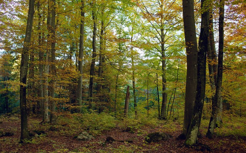 Autumn Forest with Trees — Green