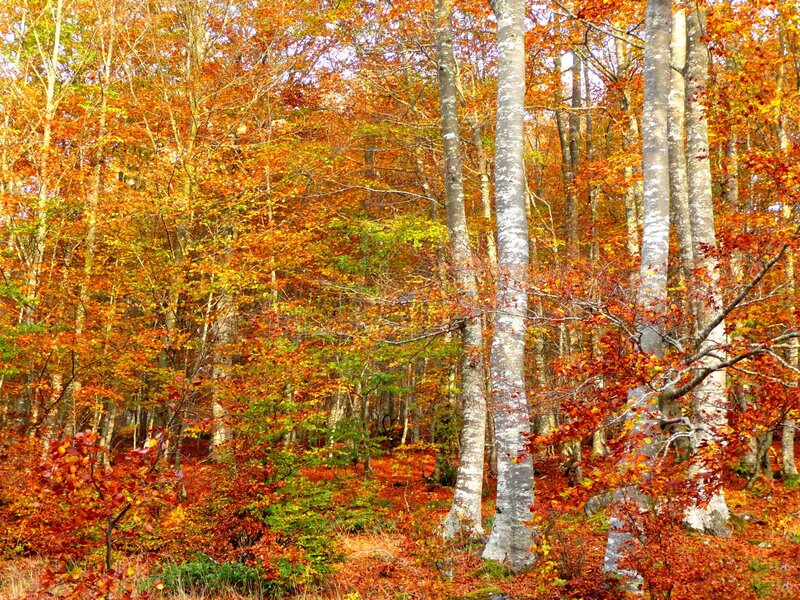 Autumn Forest with Trees — Orange, Serene, Photograph, Leaves