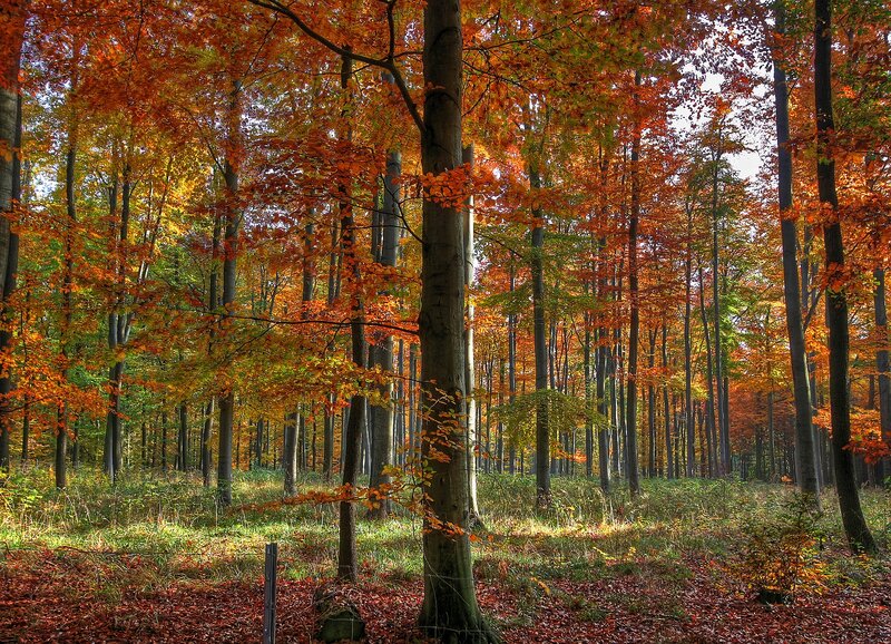 Autumn Forest with Trees — Orange, Serene, Photograph