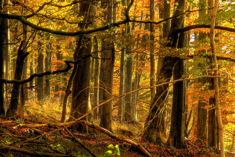 Autumn Forest with Trees — Orange, Serene
