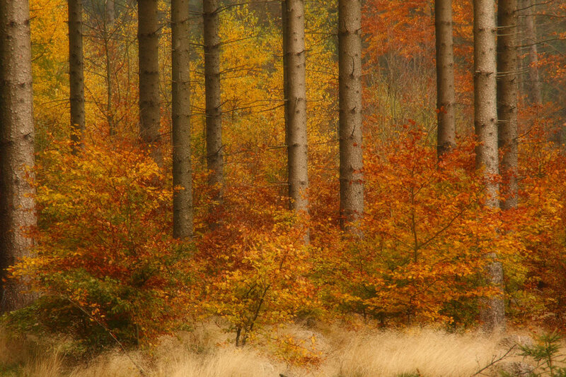 Autumn Forest with Trees — Orange