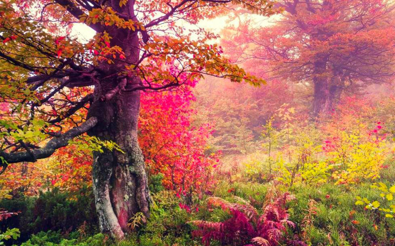 Autumn Forest with Trees — Red, Serene, Photograph