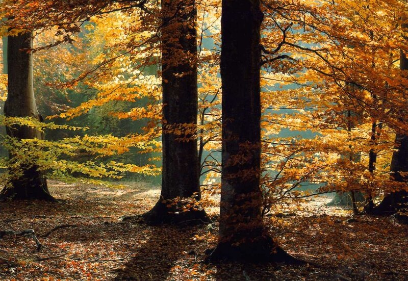 Autumn Forest with Trees