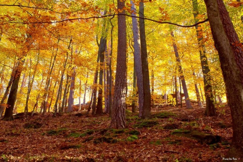 Autumn Forest with Trees — Yellow, Serene, Photograph