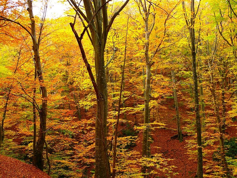 Autumn Forest with Trees — Yellow, Serene