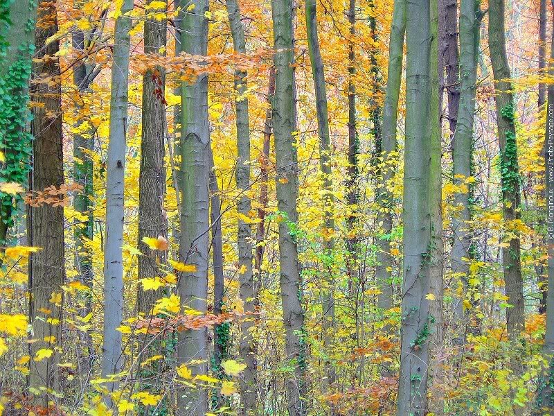 Autumn Forest with Trees — Yellow