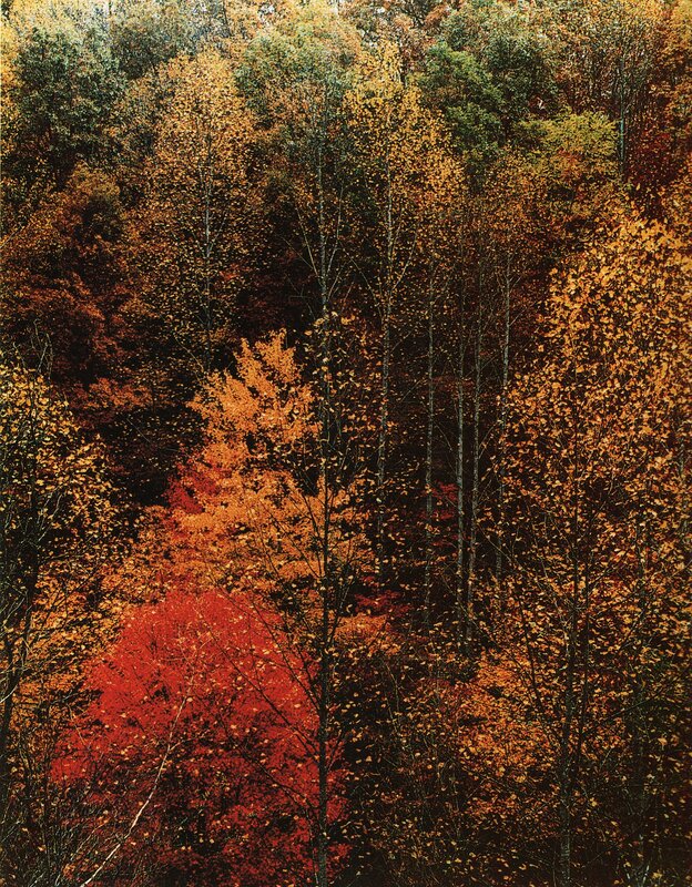 Autumn forest with vibrant colors
