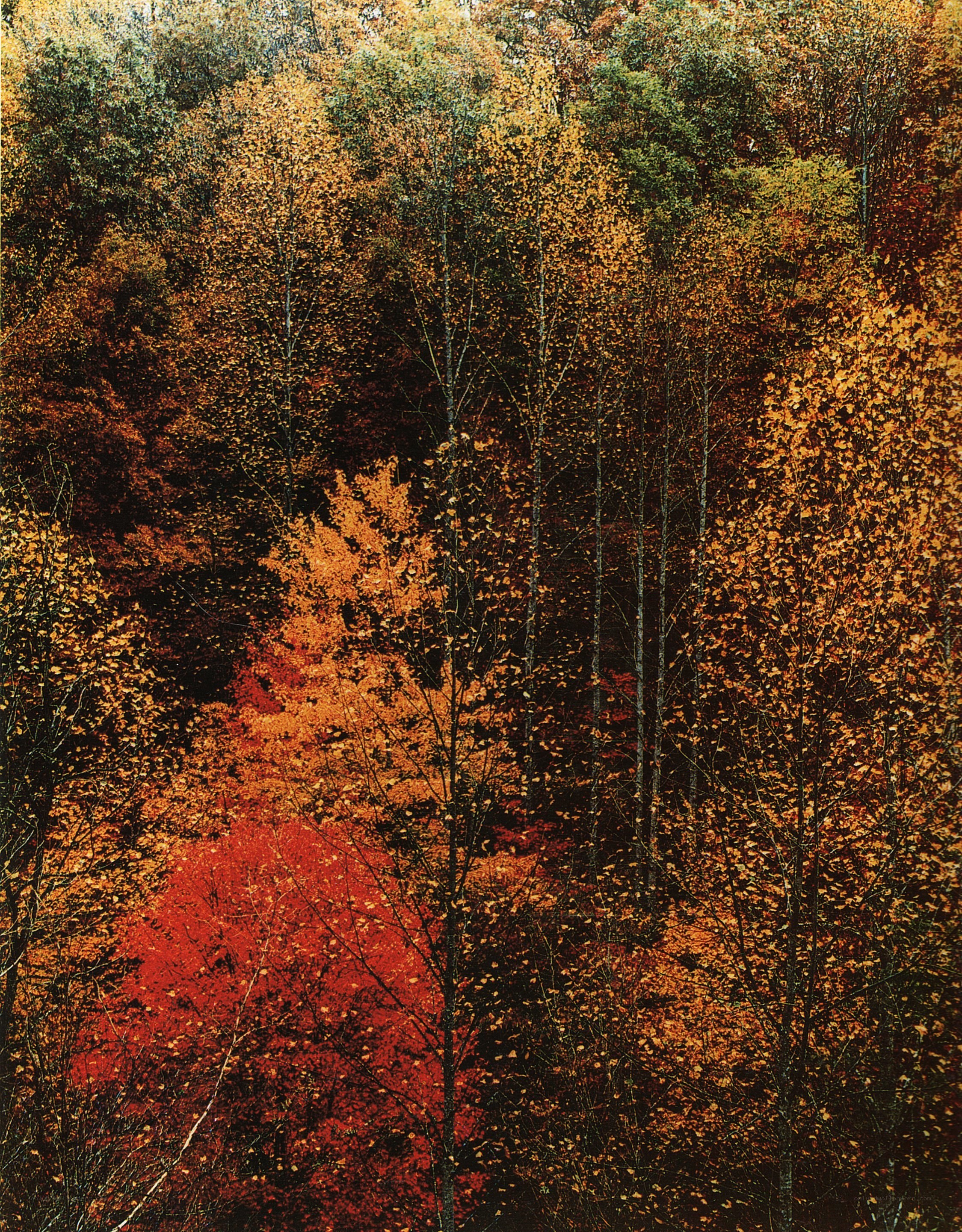 Autumn forest with vibrant colors