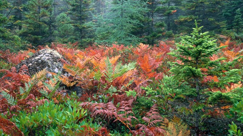 Autumn forest with vibrant ferns