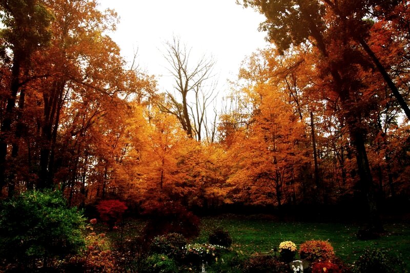 Autumn forest with vibrant foliage