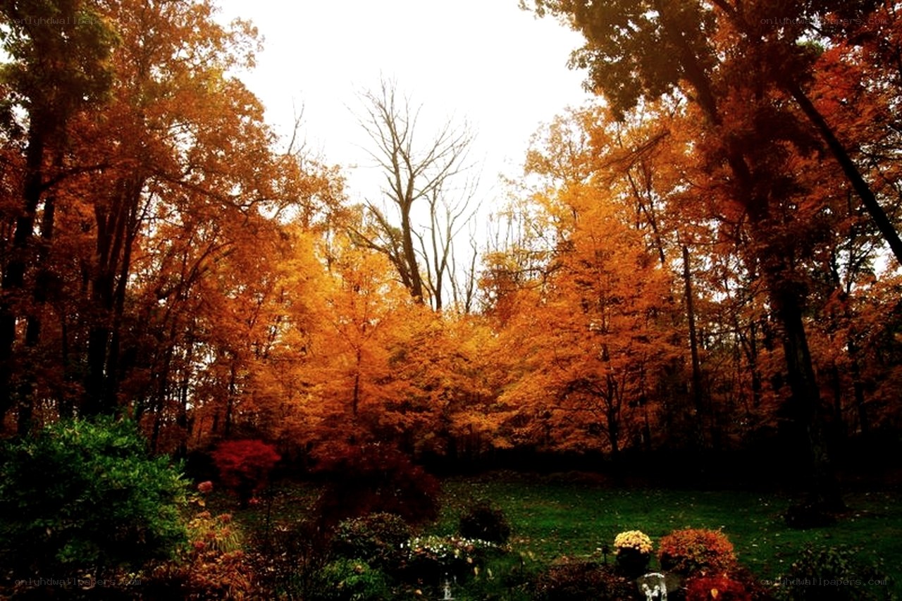 Autumn forest with vibrant foliage