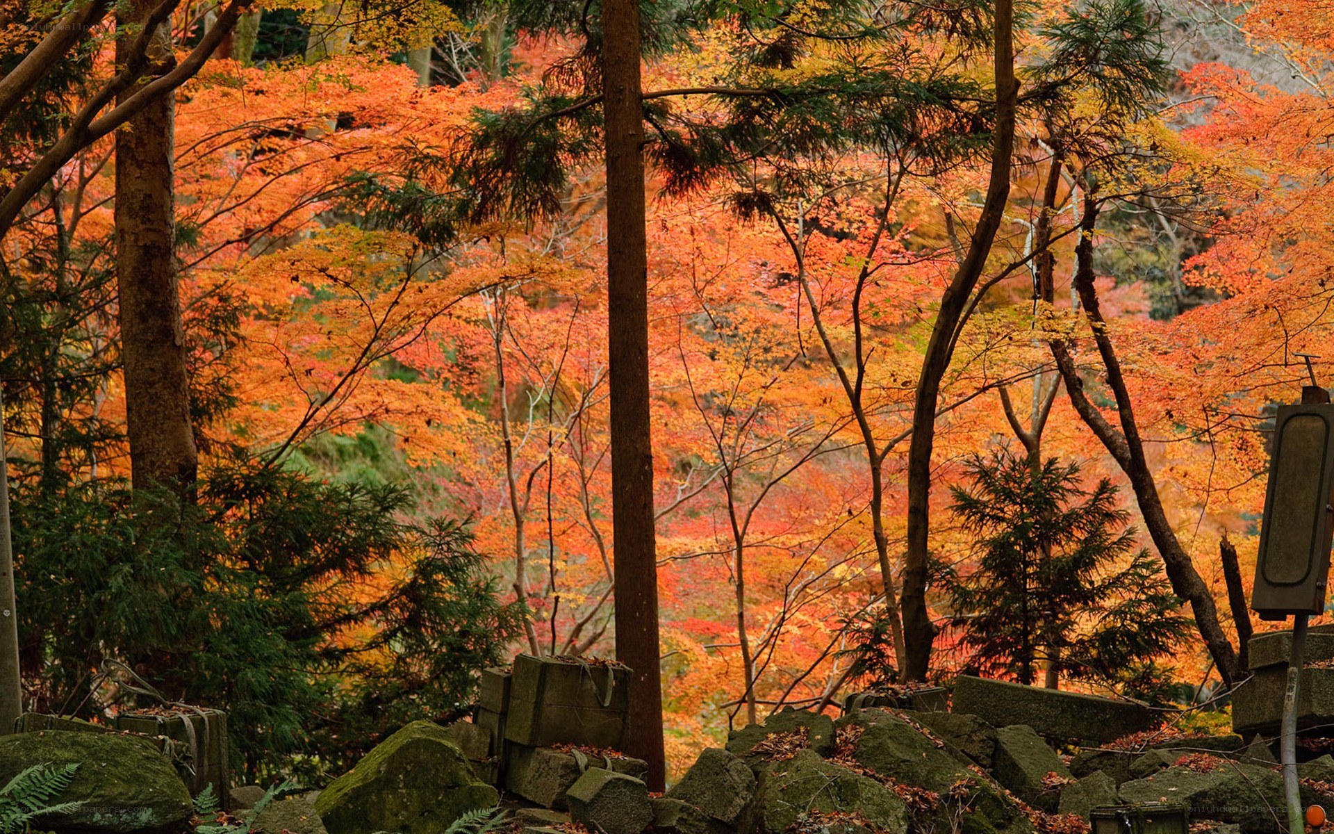 Autumn forest with vibrant foliage
