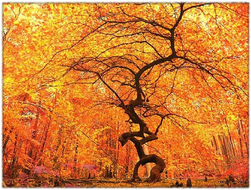 Autumn forest with vibrant trees