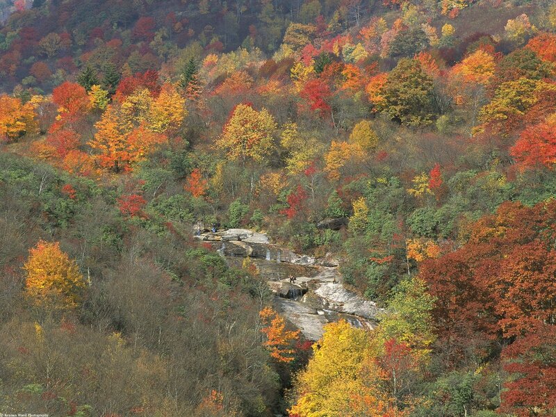 Autumn Forest with Waterfall — Red, Serene