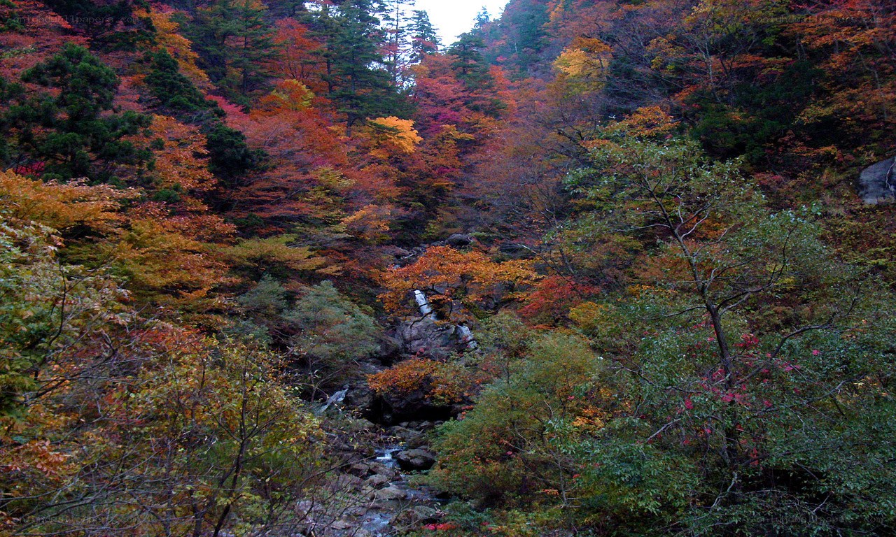 Autumn forest with waterfall