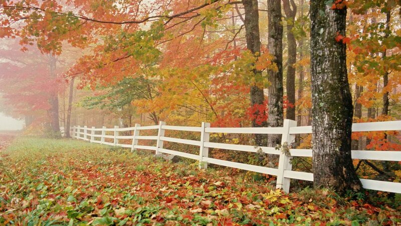 Autumn forest with white fence
