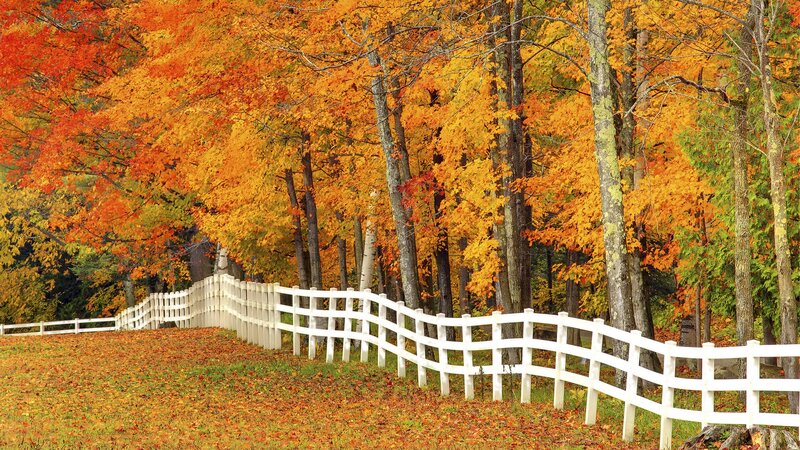 Autumn forest with white fence