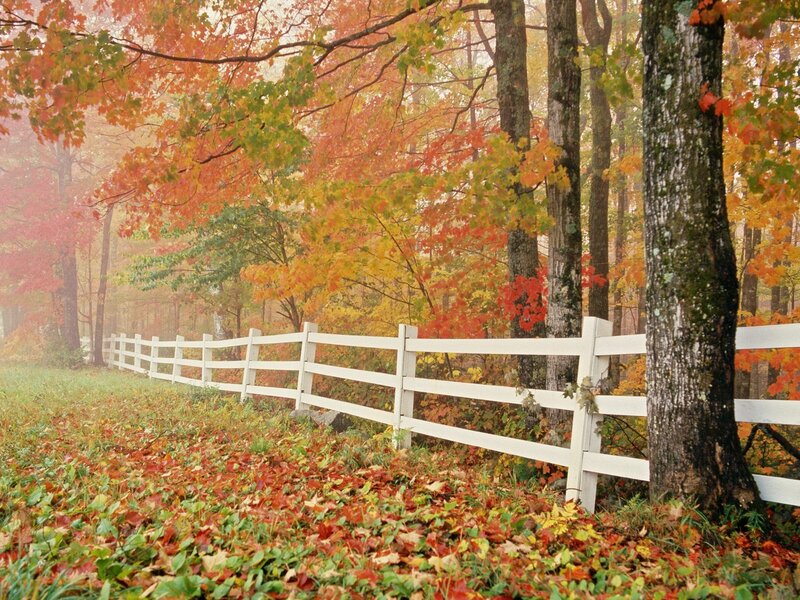 Autumn forest with white fence