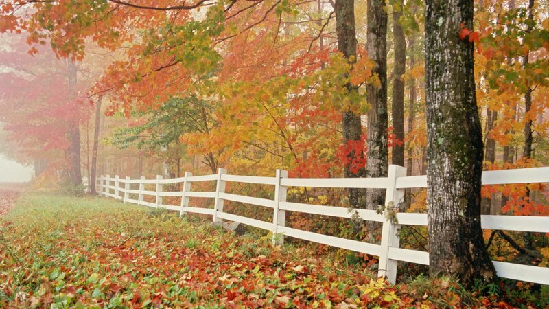 Autumn forest with white fence