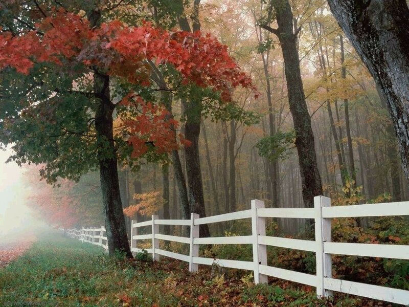 Autumn forest with white fence
