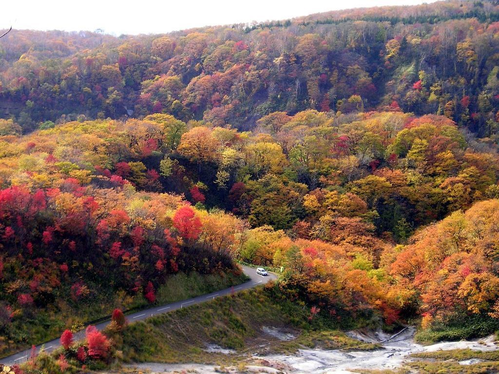 Autumn forest with winding road