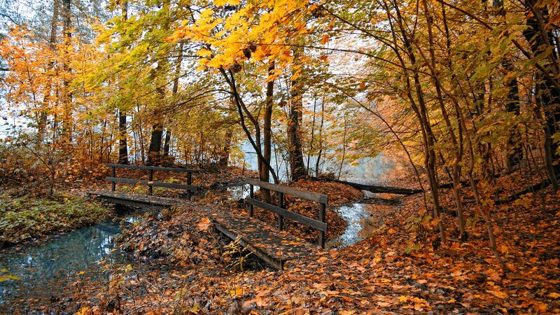 Autumn forest with wooden bridge