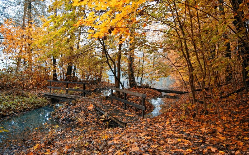 Autumn forest with wooden bridge