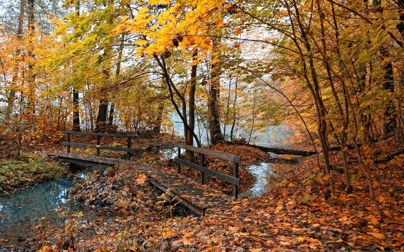 Autumn forest with wooden bridge