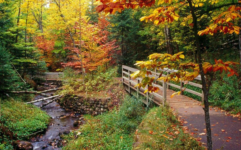 Autumn forest with wooden bridge