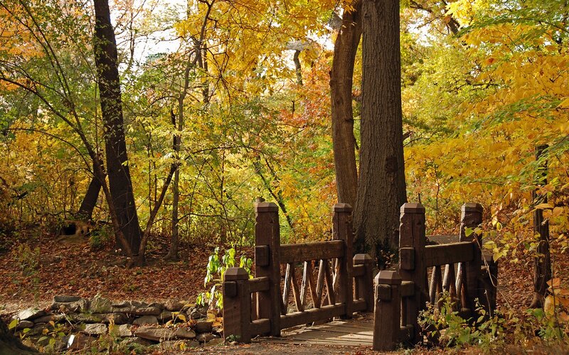 Autumn forest with wooden bridge