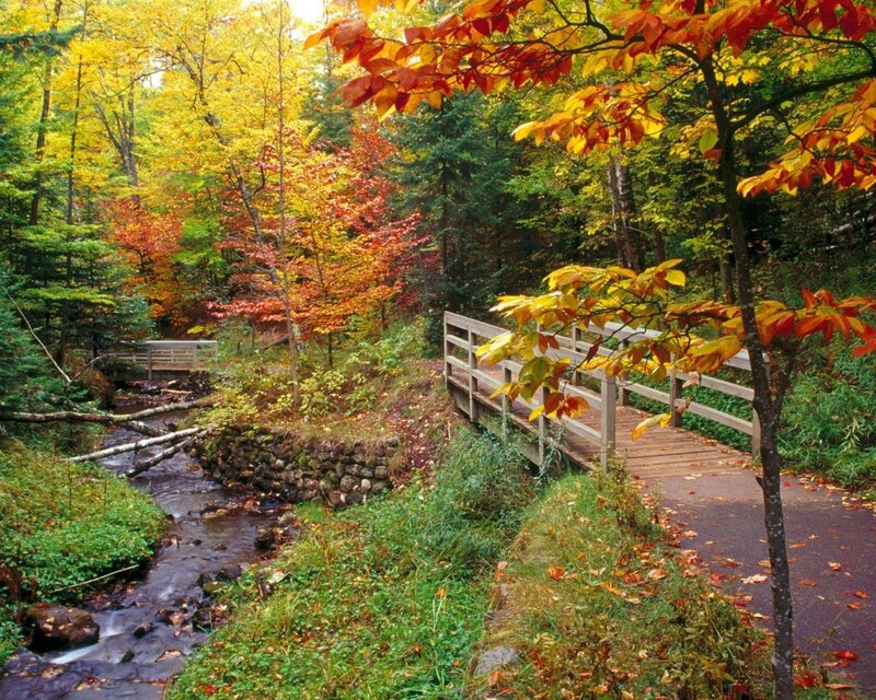 Autumn forest with wooden bridge