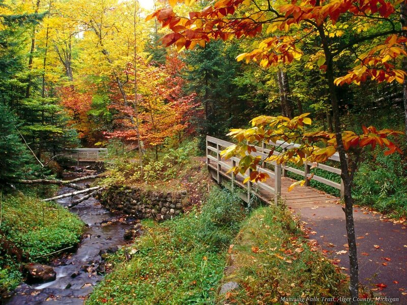 Autumn forest with wooden bridge