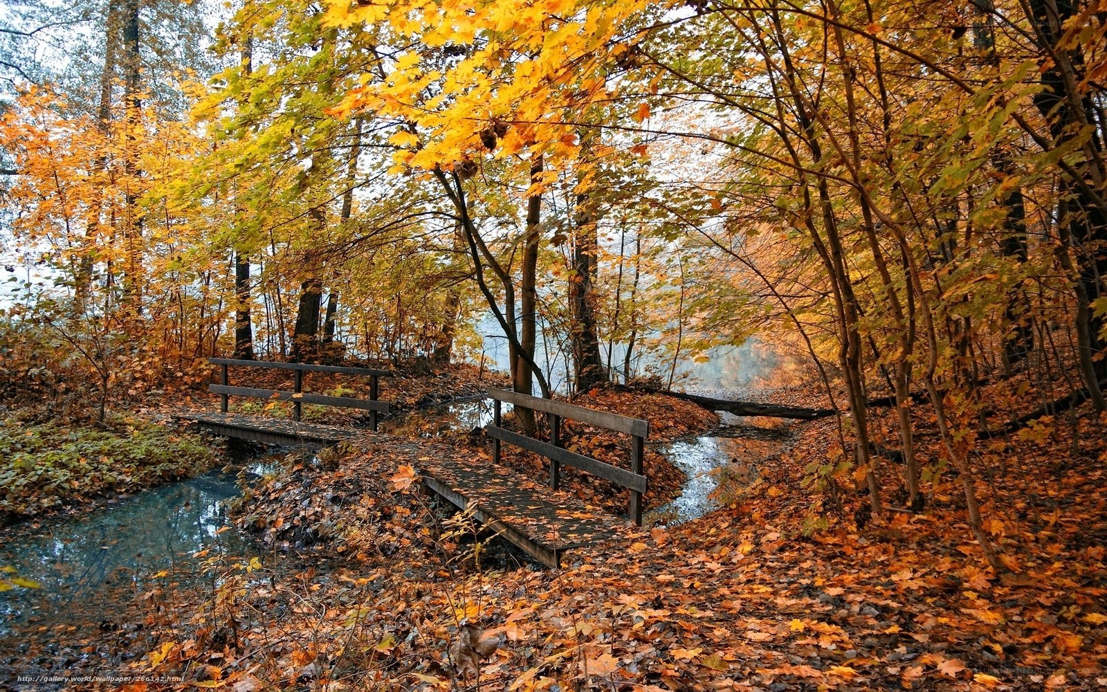 Autumn forest with wooden bridge