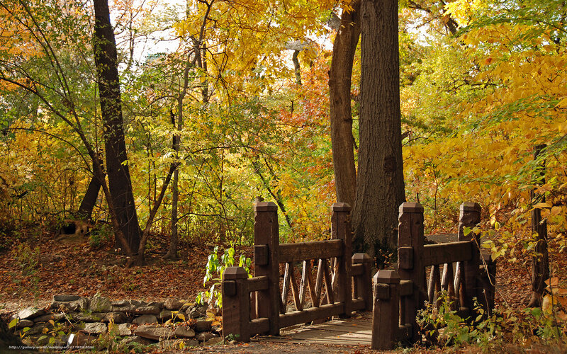 Autumn forest with wooden bridge