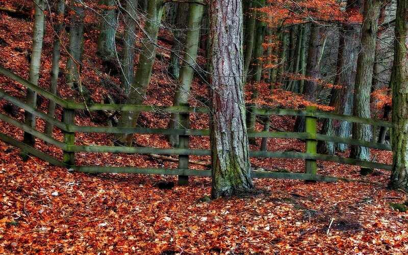 Autumn forest with wooden fence