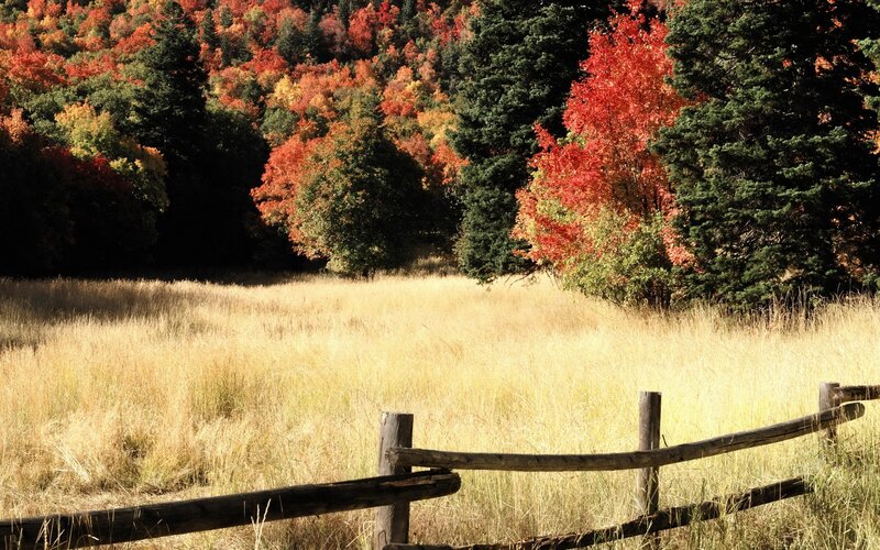 Autumn forest with wooden fence
