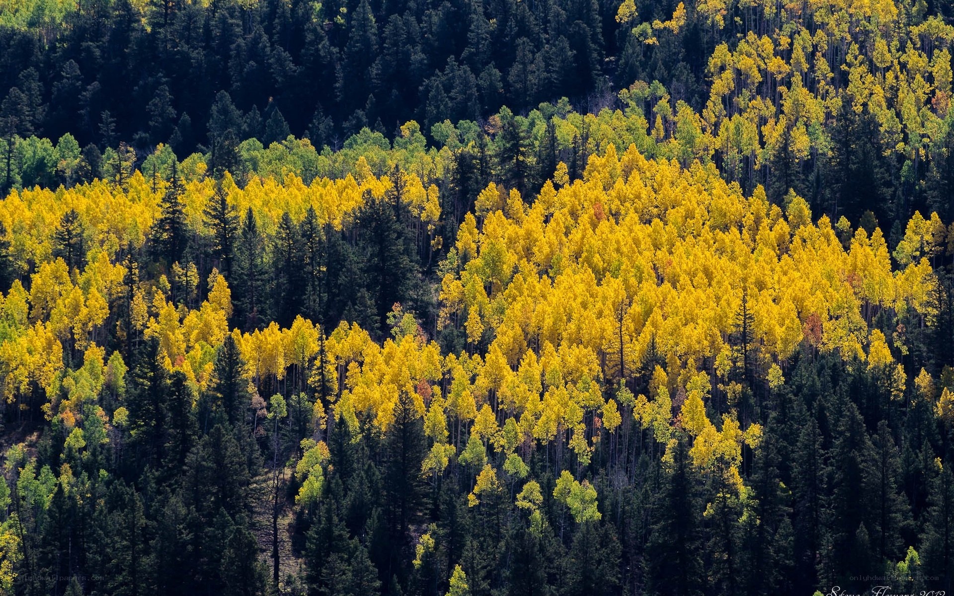 Autumn forest with yellow aspens