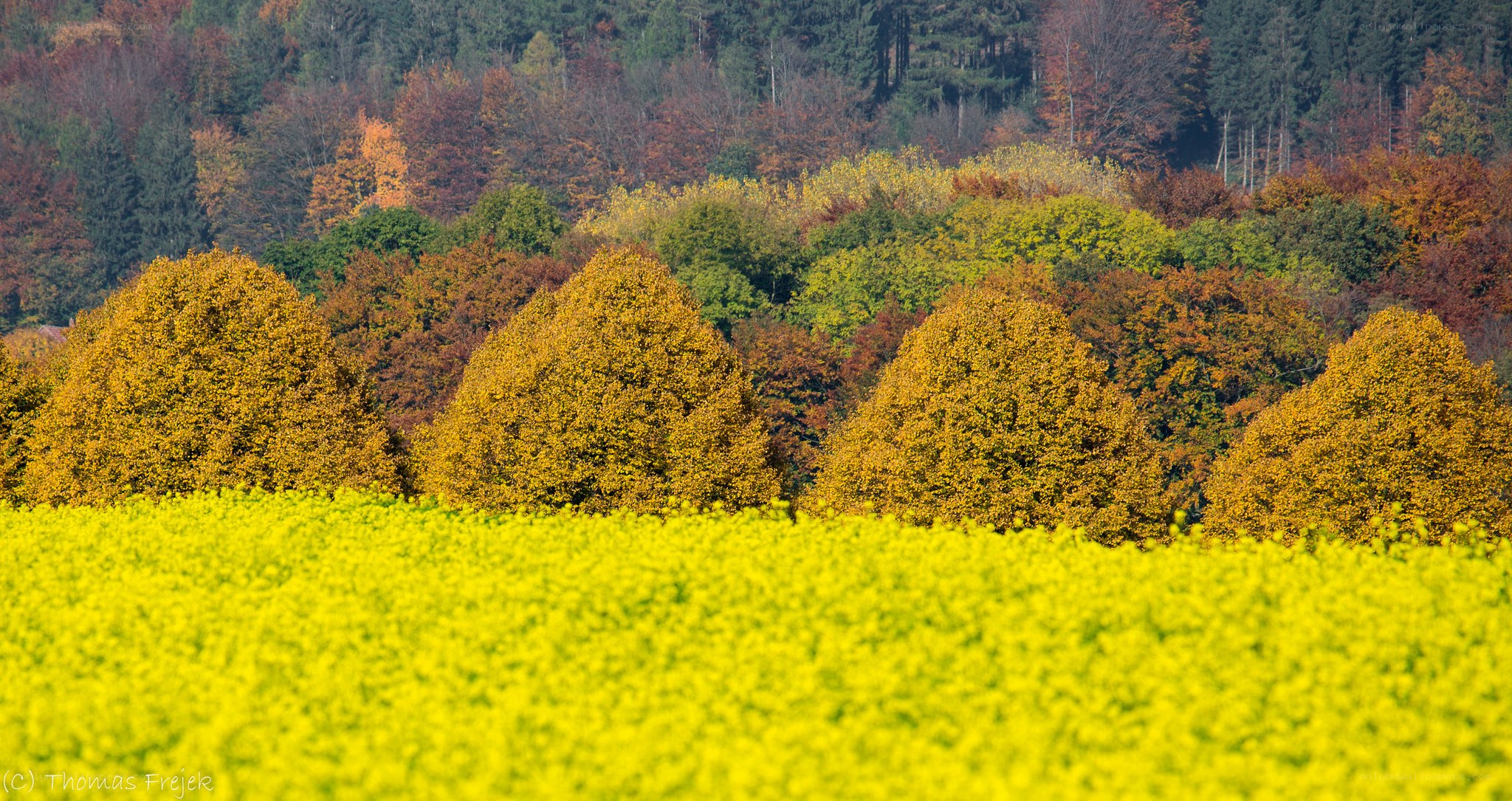 Autumn forest with yellow field
