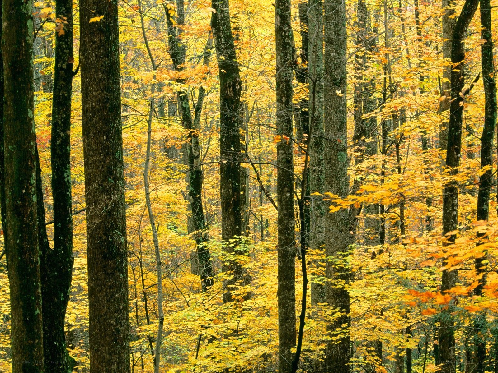 Autumn forest with yellow leaves