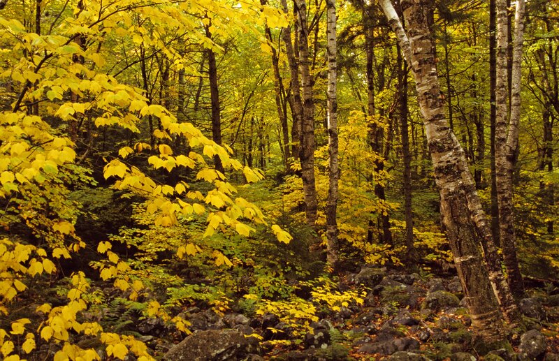Autumn forest with yellow leaves