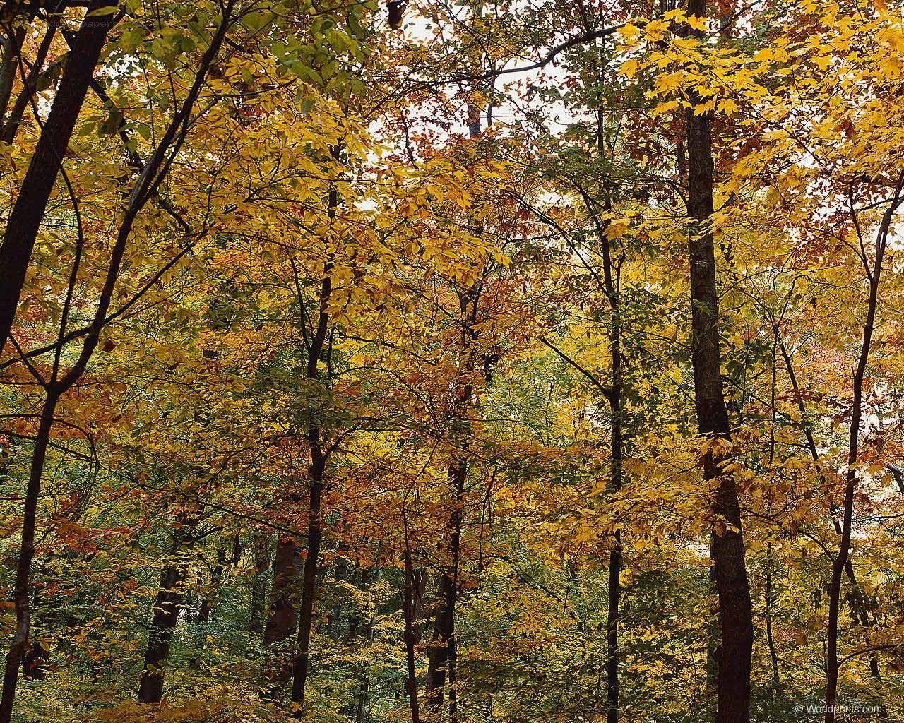 Autumn forest with yellow leaves