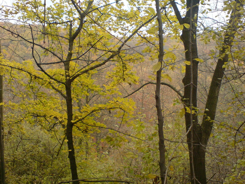 Autumn Forest with Yellow Leaves — Calm