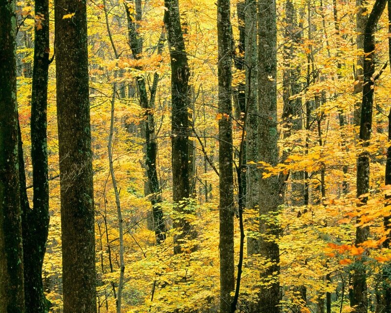 Autumn Forest with Yellow Leaves — Serene, Photograph, Trees, Brown, Green