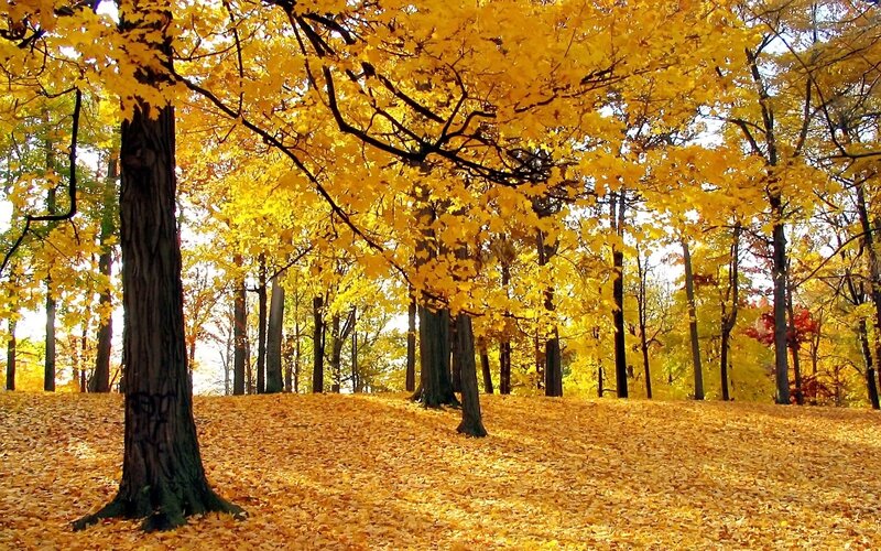 Autumn Forest with Yellow Leaves — Serene, Photograph, Trees, Fallen Leaves, Sky