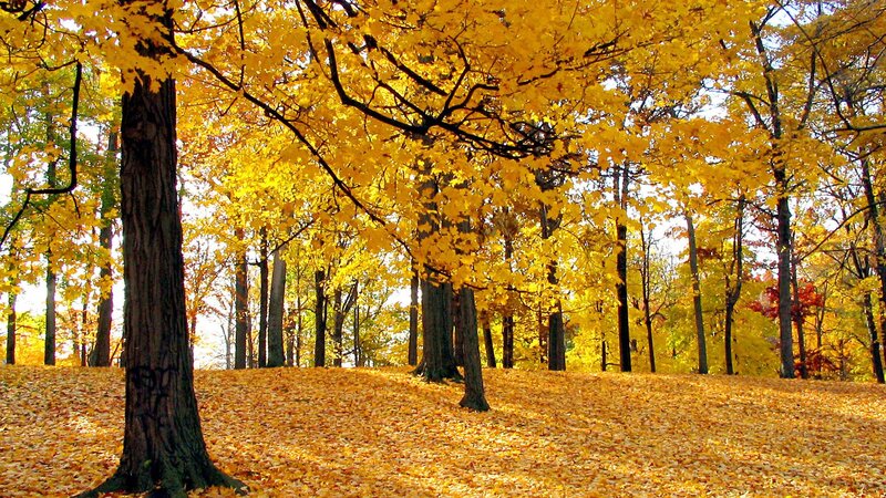 Autumn Forest with Yellow Leaves — Serene, Photograph, Trees, Fallen Leaves, Sunlight
